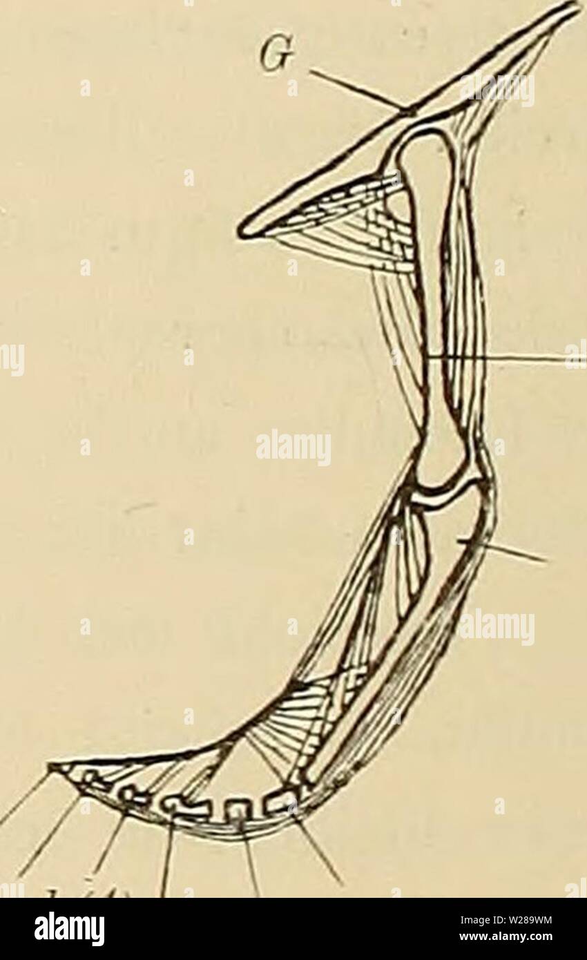 Image d'archive à partir de la page 395 d'Medicinisch-Naturwissenschaftlichen Denkschriften der Gesellschaft zu. Denkschriften der Medicinisch-Naturwissenschaftlichen denkschriftender Gesellschaft zu Jena413medi Année : 1879 H(I) (II) U 43 ph (6), Ph(5JPH(4) j , u (1j m(3) c(2j Fig. 22. Une Squalidenflosse Längsschnitt durch die. G Stück des Schultergürtels B basale, Rayon mit von 4- quer une contrahirter Hauptmuskel gliedern, aus, Mm. zono-keratoidei pterygo-und Mm. keratoidei Zwischensehne b, bestehend zwischen beiden Kategorien von Muskelfasern Ursprungssehne, c der distalen pterygo-keratoidei. Mm, d ac Banque D'Images