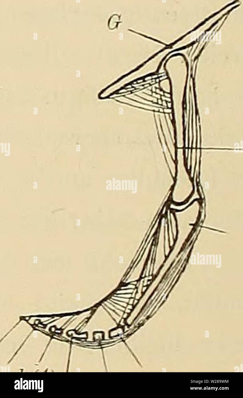 Image d'archive à partir de la page 395 d'Medicinisch-Naturwissenschaftlichen Denkschriften der Gesellschaft zu. Denkschriften der Medicinisch-Naturwissenschaftlichen denkschriftender Gesellschaft zu Jena413medi Année : 1879 H(I) (II) U 43 ph (6), Ph(5JPH(4) j , u (1j m(3) c(2j Fig. 22. Une Squalidenflosse Längsschnitt durch die. G Stück des Schultergürtels B basale, Rayon mit von 4- quer une contrahirter Hauptmuskel gliedern, aus, Mm. zono-keratoidei pterygo-und Mm. keratoidei Zwischensehne b, bestehend zwischen beiden Kategorien von Muskelfasern Ursprungssehne, c der distalen pterygo-keratoidei. Mm, d ac Banque D'Images