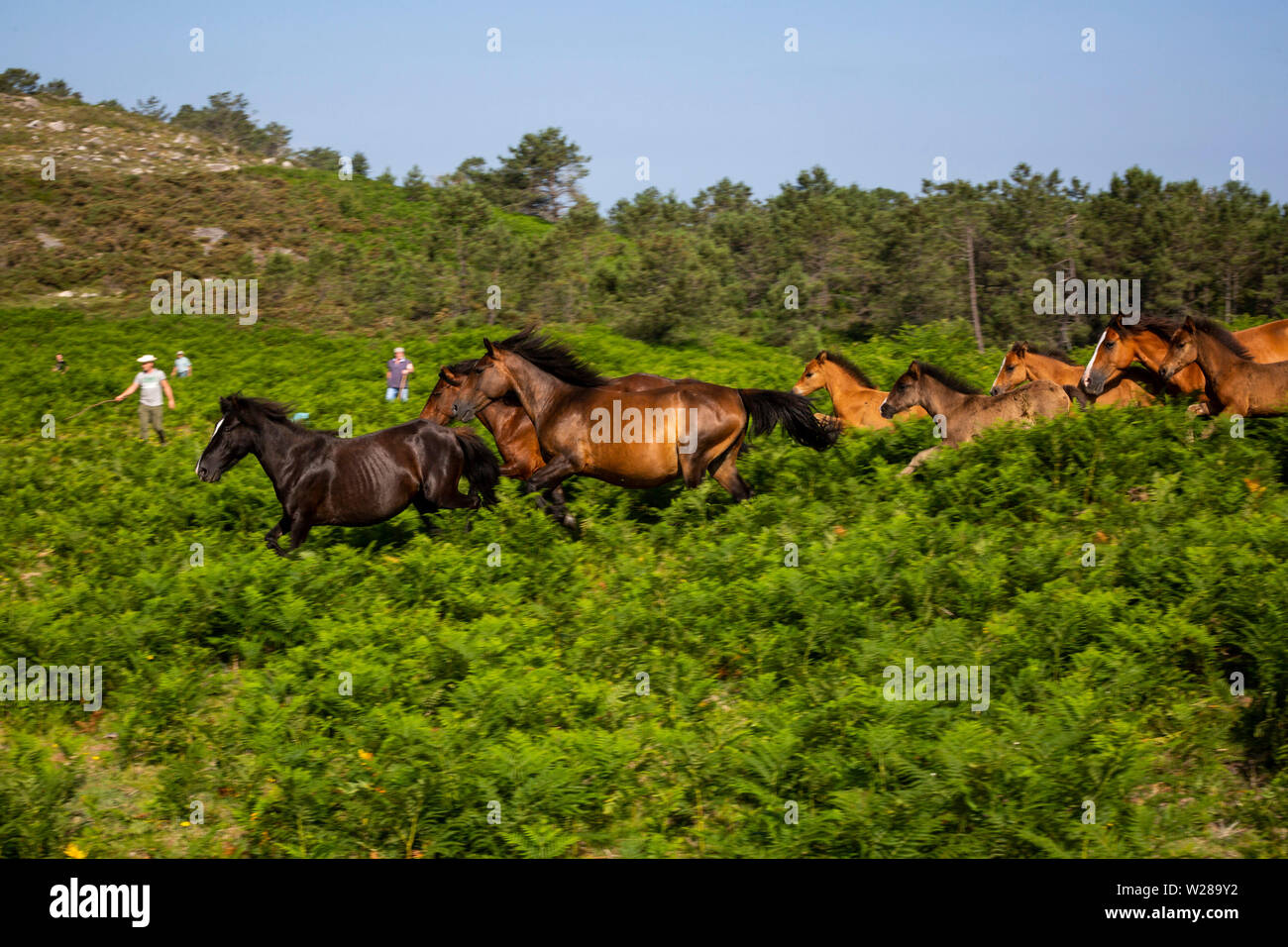 Les villageois de chevaux sauvages pour leur assemblée annuelle RAPA DAS BESTAS (Maîtrise des bêtes) festival à Estrada.chevaux sauvages sont capturés dans les collines et pris vers le village de Sabucedo à être cisaillés et marqués dans cette vieille tradition galicienne. Banque D'Images