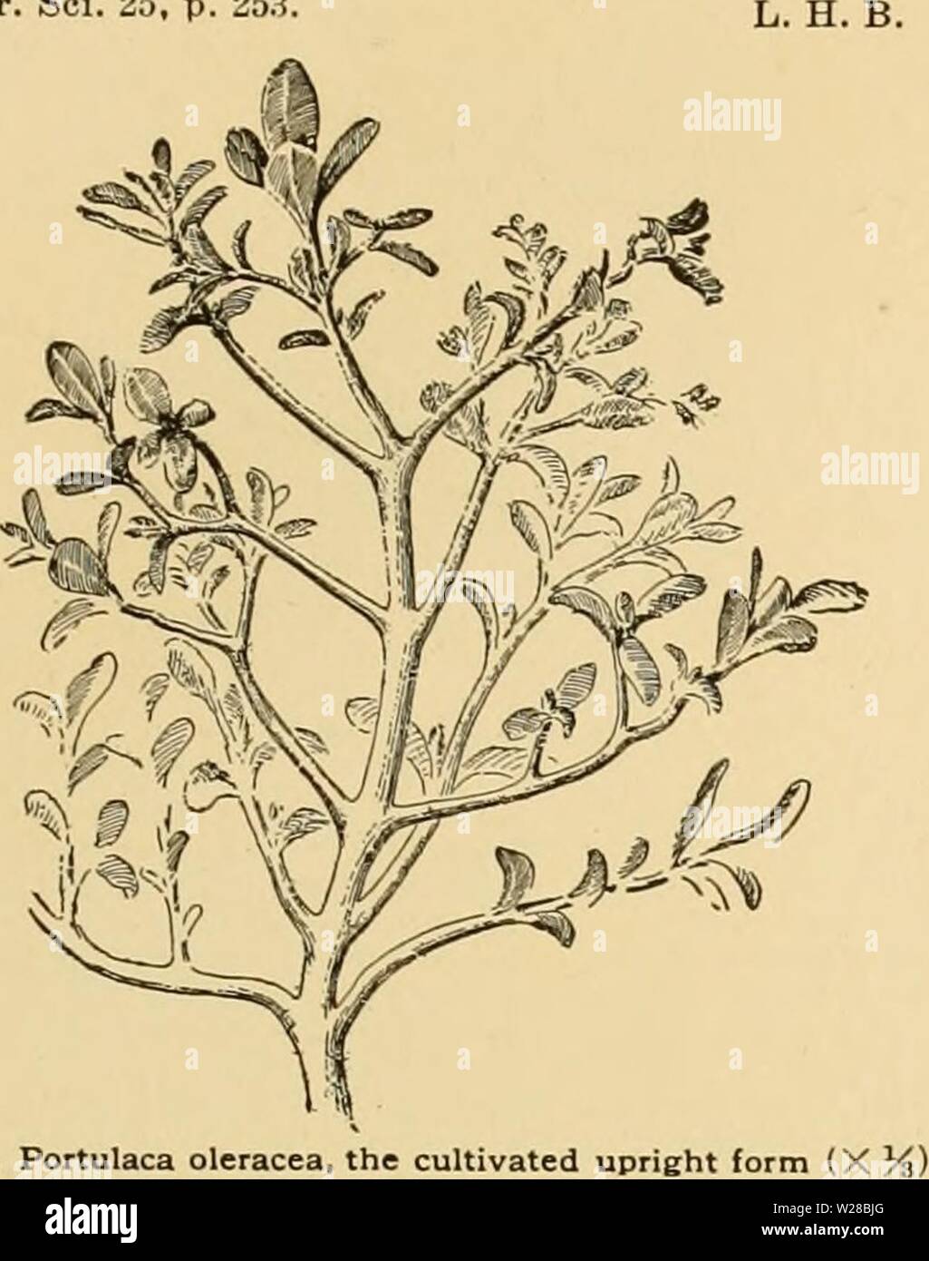 Image d'archive à partir de la page 410 de la Cyclopaedia of American horticulture Banque D'Images