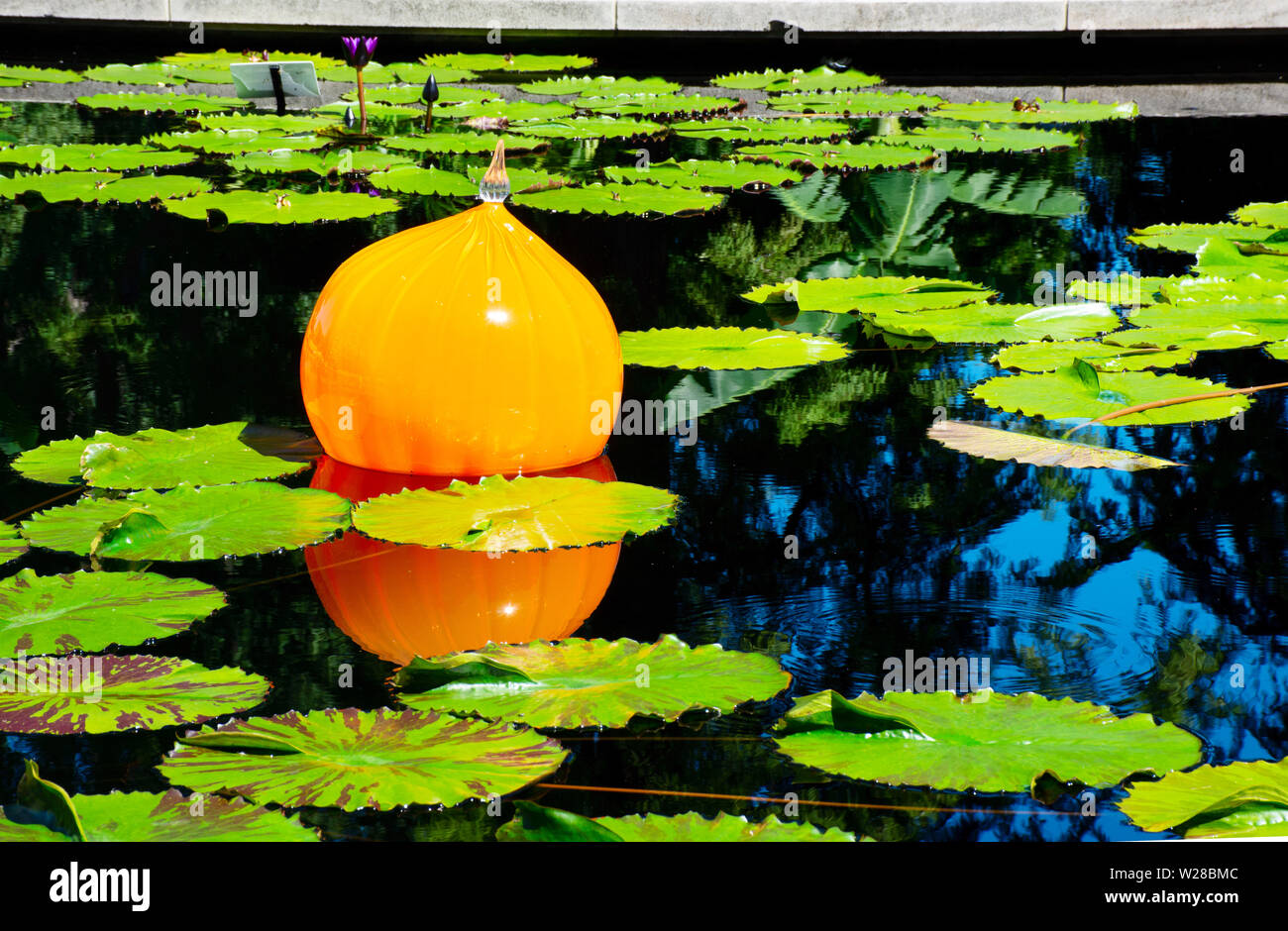 Un beau verre flotter dans l'étang dans le Jardin Botanique du Missouri, Saint Louis Banque D'Images