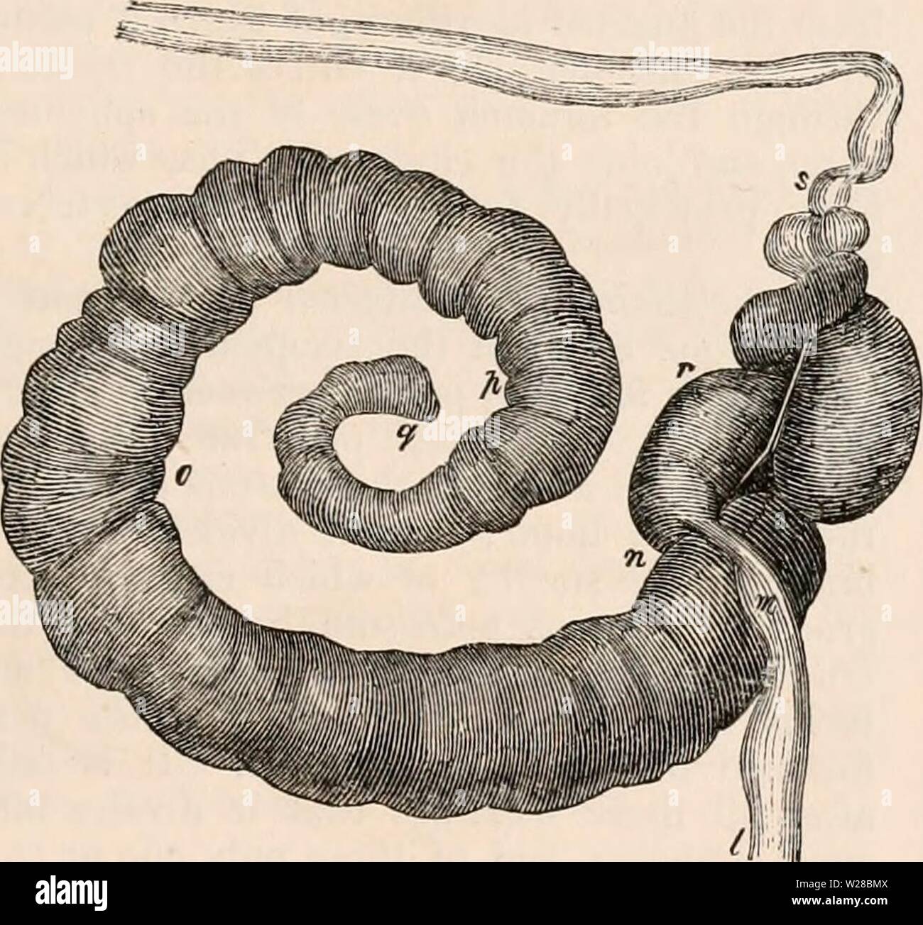 Image d'archive à partir de la page 410 de la cyclopaedia d'anatomie et de Banque D'Images