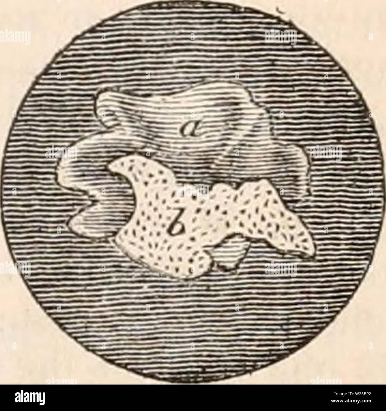 Image d'archive à partir de la page 410 de la cyclopaedia d'anatomie et de Banque D'Images
