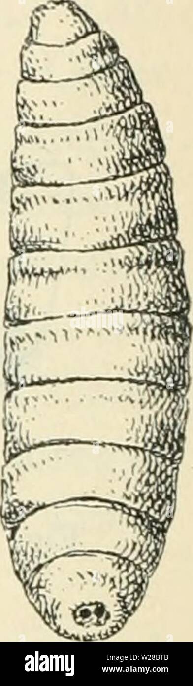 Image d'archive à partir de la page 411 de Dansk forstzoologi (1896) Banque D'Images