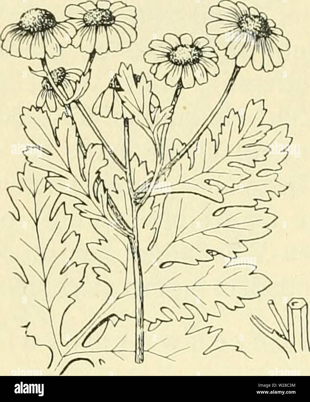 Image d'archive à partir de la page 413 de De flora van Nederland (1909-11). De flora van Nederland defloravannederl03heuk Année : 1909-11. 394 â des composées. FAMILIE â 109. Volksnamen. En Frise, Overijsel en de Graafschap Zutphen heet usine de wormkruid Oost-Drente Overijsel, dans, en boerenwormkruid Goeree, dans Oost-Gelderland in Zuid-Limburg Salland, reinevaar, dans la région de Salland, de Oost-Veluwe pierekruid en de Graafschap Zutphen, dans la région de Salland ook gouden knoopjes à Twente, gingber reindersknoppen, dans Noord-Limburg, dans kruidwesch- Zuid Limburg en pinksterbloem, dans kroetmÃ¨in a general sense Limbourg dans Zeeuwsch-Vla s, Banque D'Images