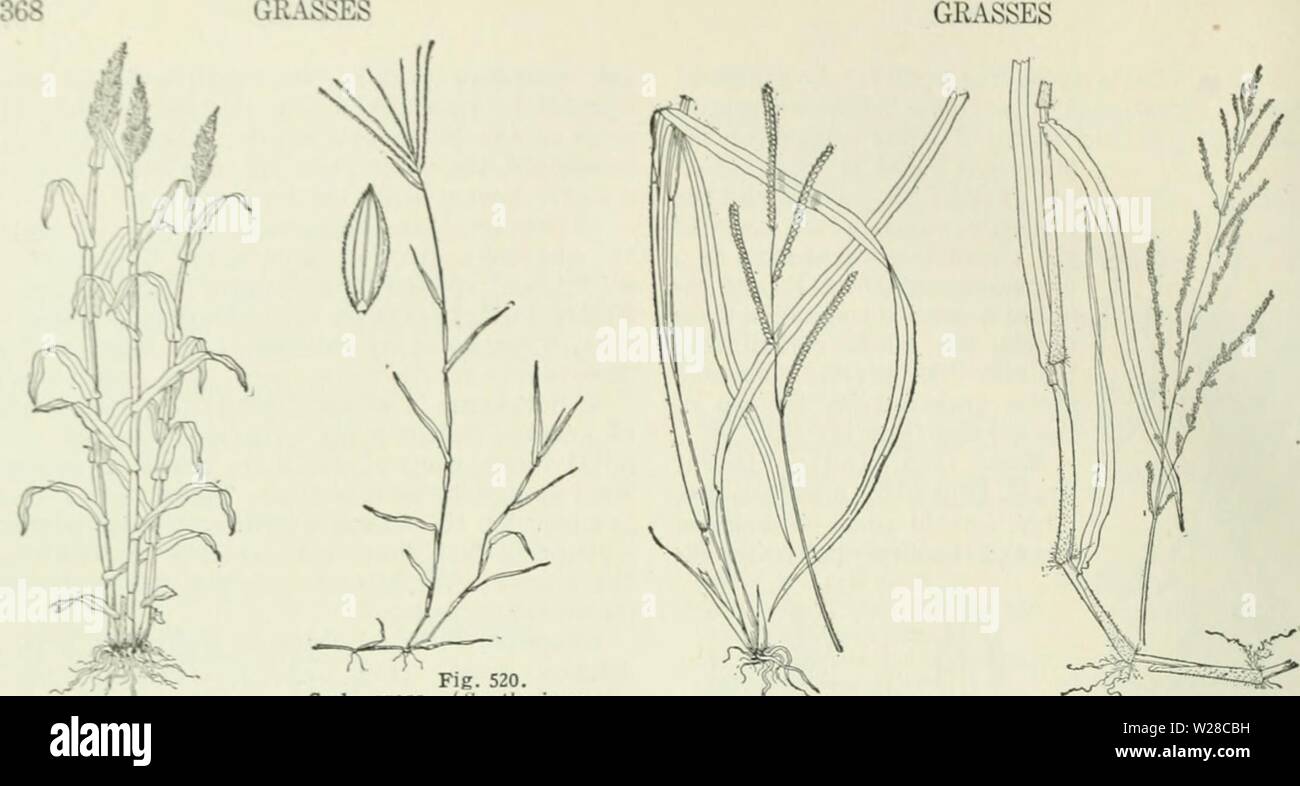 Image d'archive à partir de la page 415 de Cyclopedia de récoltes . Cyclopedia de cultures agricoles : une étude des cultures populaires et des méthodes de récolte aux États-Unis et Canada Année bailuoft cyclopediaoffarm00 : 1922, c1907 HERBES Fie. 519. Le sorgho (Sorghum vulgare). Fig. 520. - Crabe grass (Hyntherisnm sanguinalis). Une mauvaise herbe très commune de l'herbe. Fig. 521. L'herbe à l'eau (Paspa- ditatatuin lui). Fig. 522. Para-grass (Panicuiit molle). ( Banque D'Images