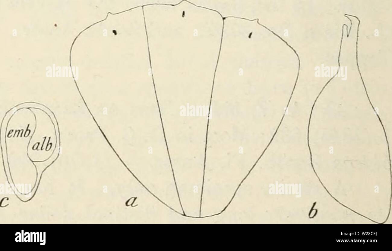 Image d'archive à partir de la page 417 de Dansk botanisk arkiv (1913-1981). Dansk botanisk arkiv danskbotaniskark02dans Année : 1913-1981 25. A. brachystachyum sp. (PI. VI, fig. 4). Erectum fruticosum Fig.25. Arthrocnemum pruinosum. a,3fleurs vues de l'extérieur, b, une fleur vu depuis le côté gauche, avec des poils de son haut. Environ 10/i" ramosissimum ramis oppo- ramulorum viridibus articulis sitis (dans viridibus cinereo-sicco) 1 cm brevioribus longioribus dilatatis v. aquilonia et dans dentes 2 distinctos productis acu- scarioso anguste tos margine. 0,5 à 1,2 cm Spicae longae ca. 0.3Cm crassae articulis 4-8 brevibus inf Banque D'Images