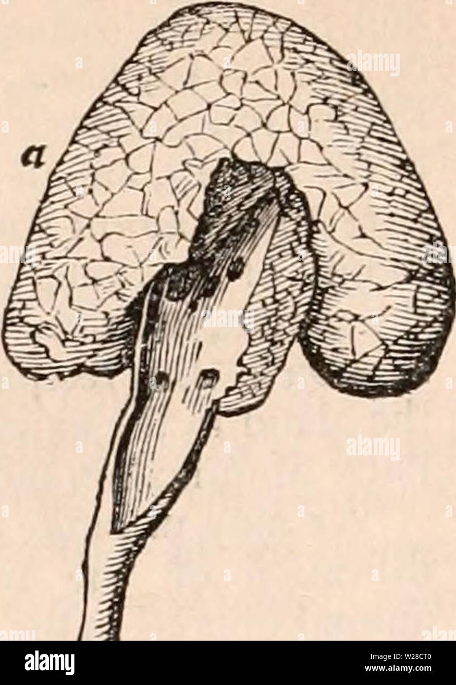 Image d'archive à partir de la page 419 de la cyclopaedia de l'anatomie et. La cyclopaedia de l'anatomie et physiologie cyclopdiaofana03todd Année : 1847 Fig. 202. Banque D'Images