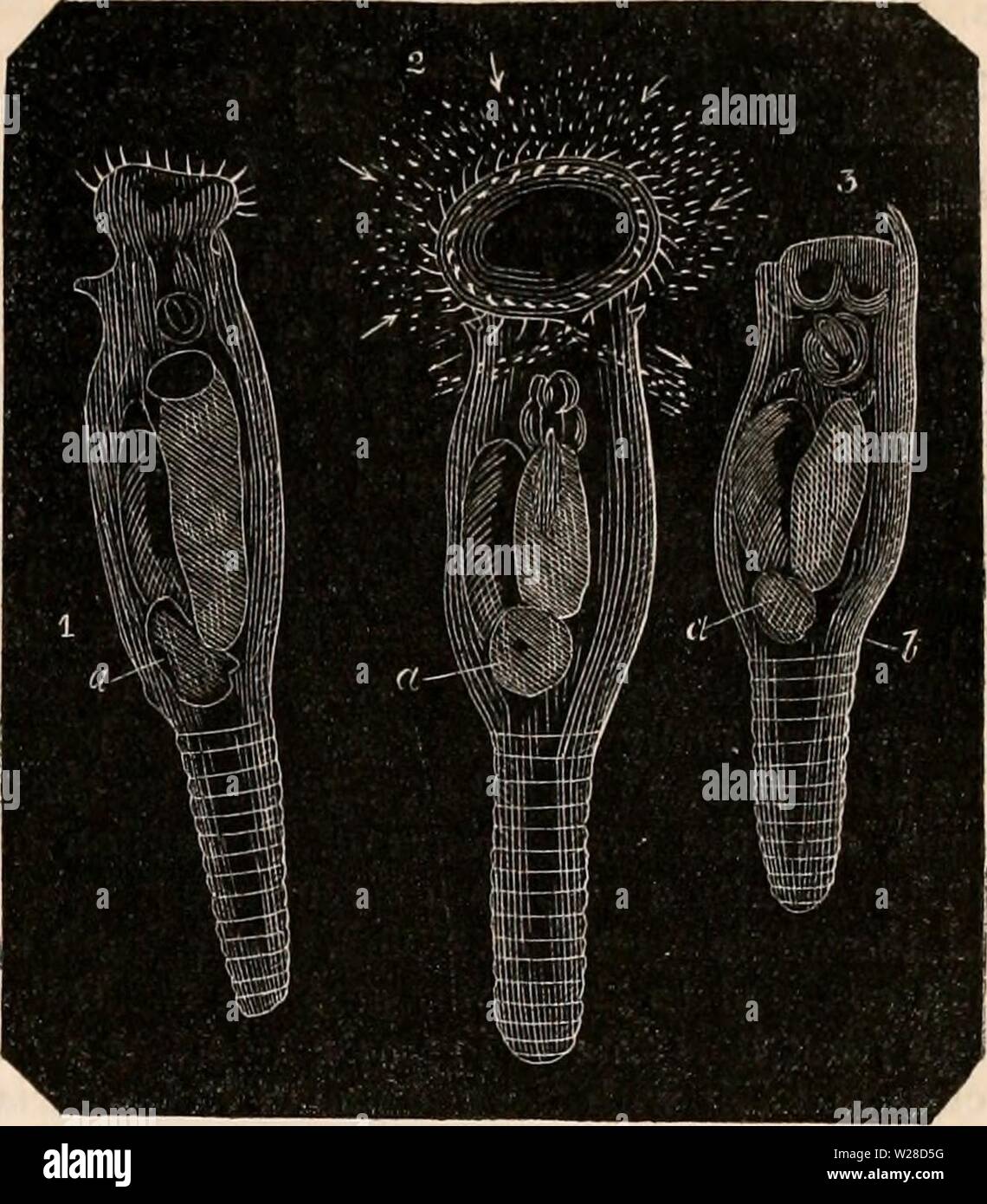 Image d'archive à partir de la page 422 de la cyclopaedia d'anatomie et de Banque D'Images