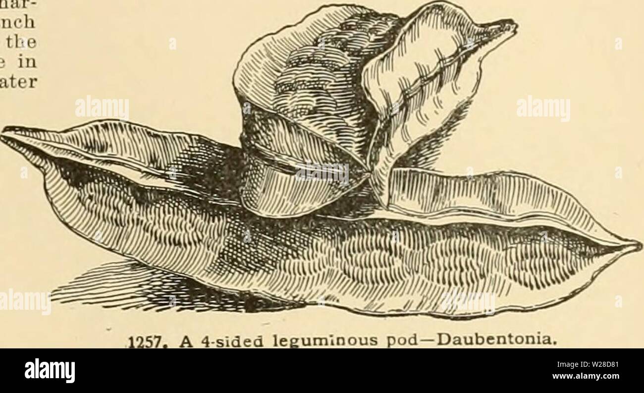 Image d'archive à partir de la page 424 de l'horticulture d'American Cyclopedia Banque D'Images