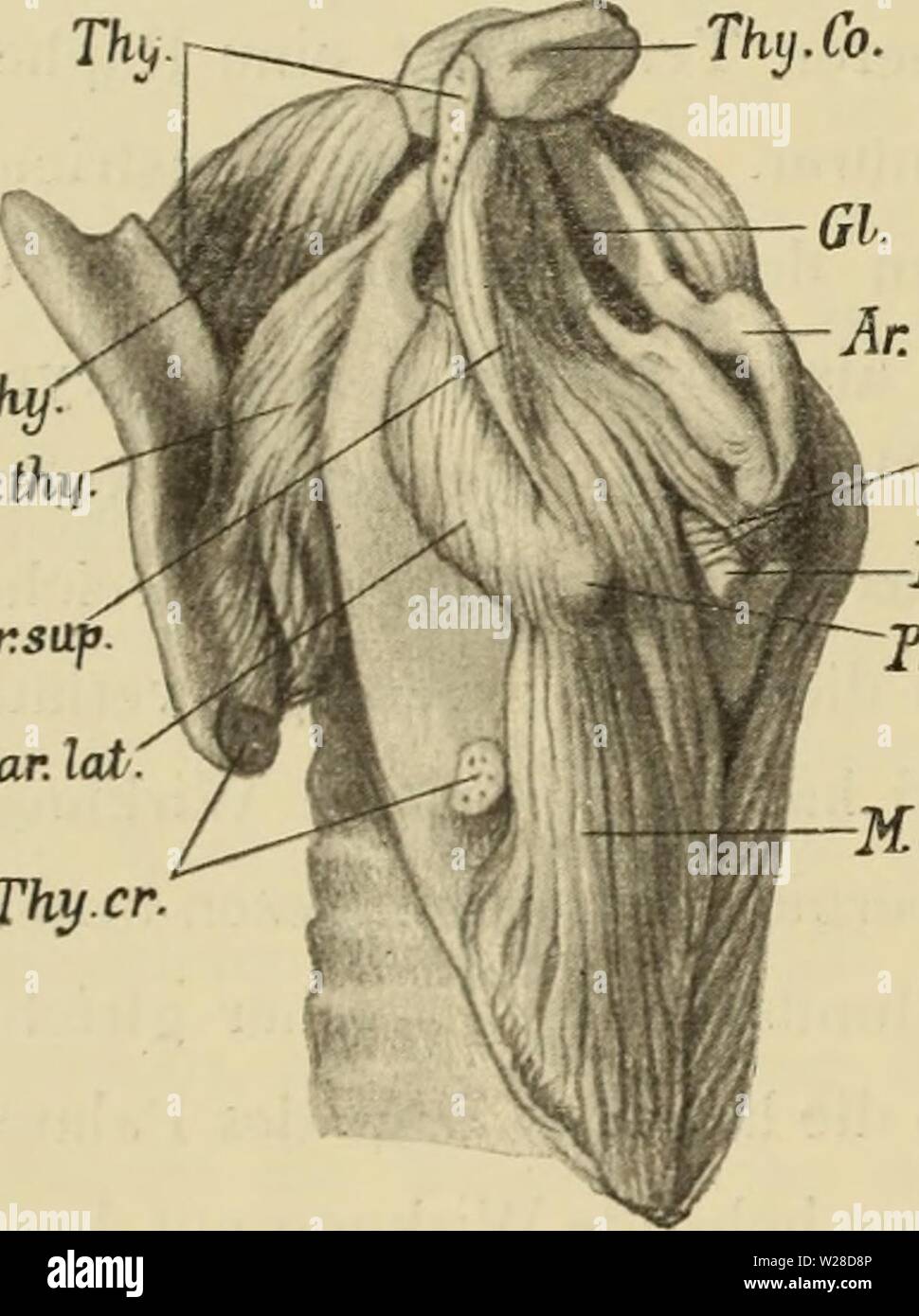 Image d'archive à partir de la page 423 d'Medicinisch-Naturwissenschaftlichen Denkschriften der Gesellschaft zu. Denkschriften der Medicinisch-Naturwissenschaftlichen denkschriftender Gesellschaft zu Jena15medi Année : 1879 390 Otto Bender, kann als unzweifelhaft. Aus diesen Gründen kann von einer des Muskels Vergleichung mit dem cricoideus Monotremen Thyreo-der, welchen Walker ) und Göppert 2) beschrieben, nicht die Rede sein. Ist die innere Kehlkopfmuskulatur Säugern bei der Weise gewöhnlichen angeordnet. Wir finden einen Clistère laryngis und zwei Gruppen von Constrictoren ; vor letztere sin Banque D'Images