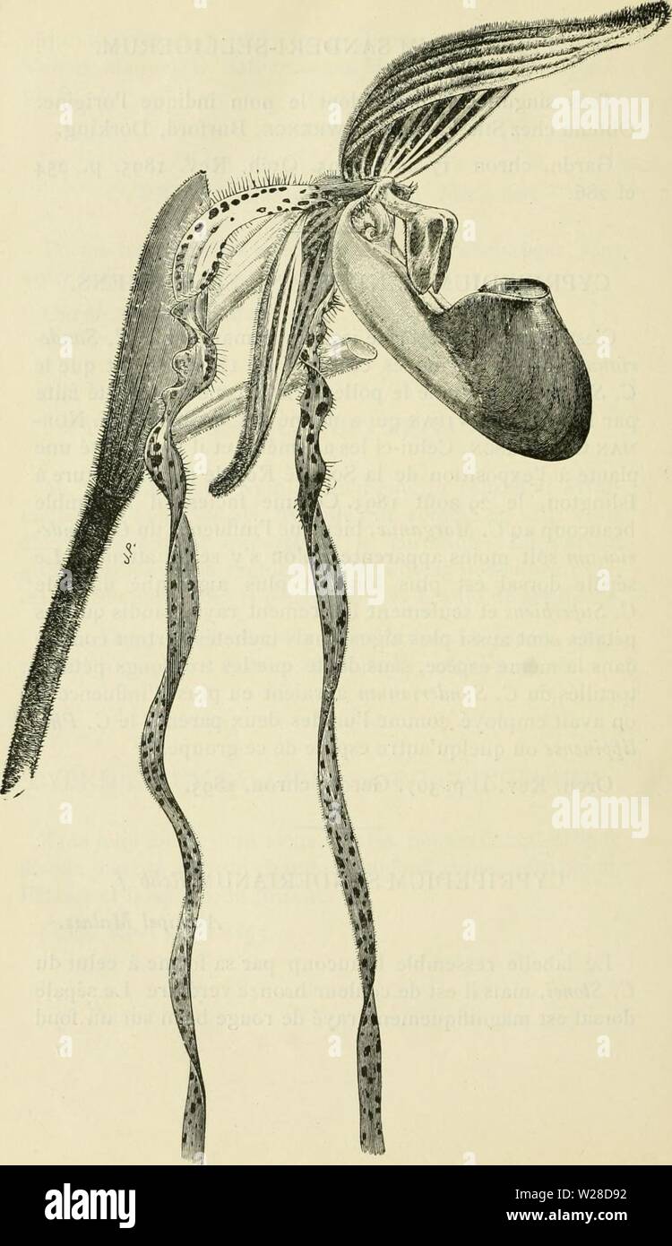 Image d'archive à partir de la page 423 de Cypripedium, Selenipedium & Uropedium Monographie. Cypripedium, Selenipedium & Uropedium. Monographie comprenant la description de toutes les espèces, variétés et hybrides en vigueur jusqu'à ce jour cypripediumselen00desb Année : Selenipedium - 4i8 - Cypripoçiiuiu Sanderianum. Banque D'Images