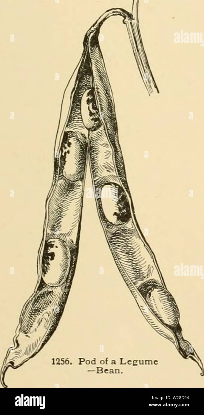Image d'archive à partir de la page 424 de l'horticulture d'American Cyclopedia Banque D'Images