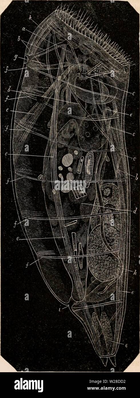 Image d'archive à partir de la page 424 de la cyclopaedia d'anatomie et de Banque D'Images