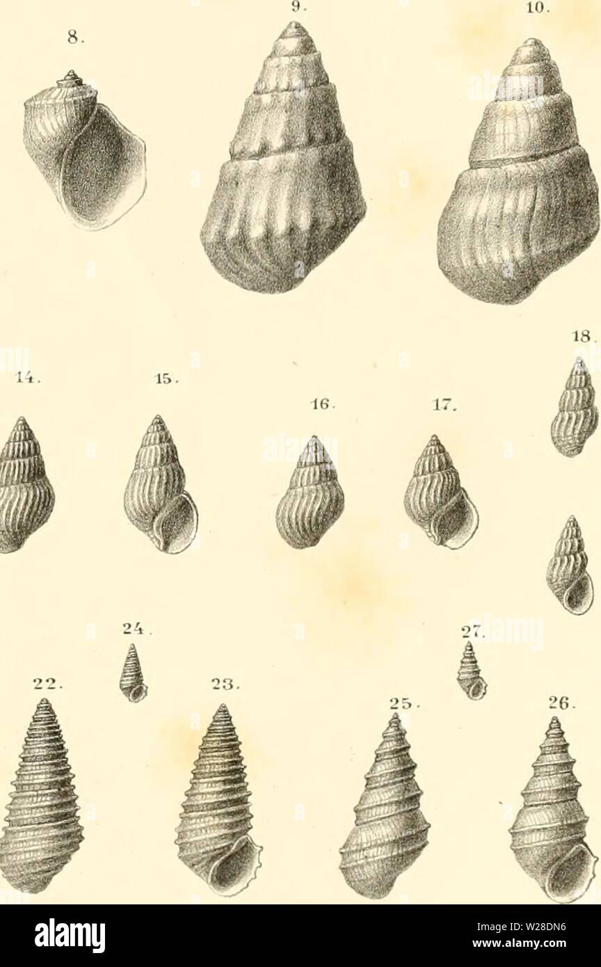 Image d'archive à partir de la page 426 du Denkschriften der Kaiserlichen Akademie der. Denkschriften der Kaiserlichen Akademie der Wissenschaften, Mathematisch-Naturwissenschaftliche Classe denkschriftender37kais Année : 1877 p 19 30. 13. 29. k L .â¢et. Â ¢ â 1 : v, ; r n A Hat Â§ez.ii-litt . /Y. /-/ ZgnrnueusAdeliru¶Ã, z/s. SLynuiaeus bicarÃ¼mtas Fig.T.nau.sp. Fig.9.mip&lt;â¢gâ¢ea,n&gt ;.sp. FÃ¼ SpraMrwv iOTw,..sp. Fig..Twincerta nop.sp.Fig.1Z-17Melcutopsis Bittnei-i ,uu,J-rg. 'F'. awicosut nfa Desh . Flg.  ? :&Gt ;- ?4 Pyrgula trimm,,,,,, nov. sp. Fig. t5 27Pgrguto ntasa- Fuchs. /Â Â"/â ..Â" JO Vaivaia Banque D'Images