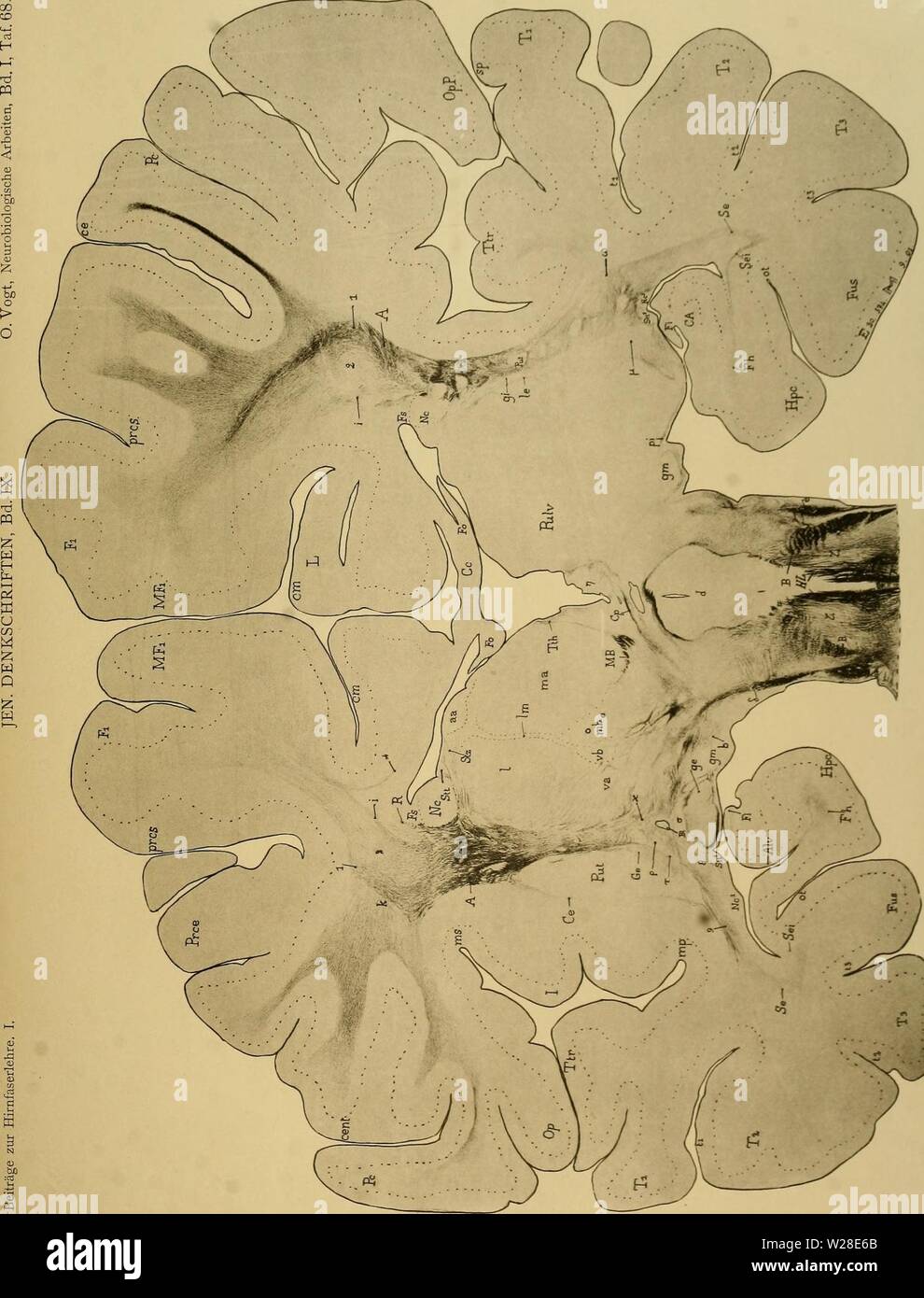 Image d'archive à partir de la page 430 du Medicinisch-Naturwissenschaftlichen Denkschriften der Gesellschaft zu. Denkschriften der Medicinisch-Naturwissenschaftlichen denkschriftender Gesellschaft zu Jena09medi Année : 1879 H Banque D'Images