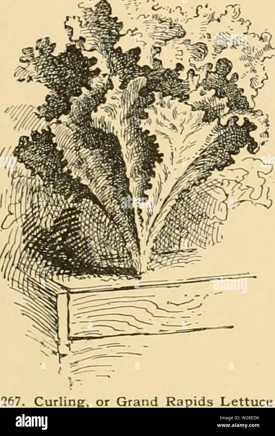 Image d'archive à partir de la page 434 de Cyclopedia of American horticulture Banque D'Images