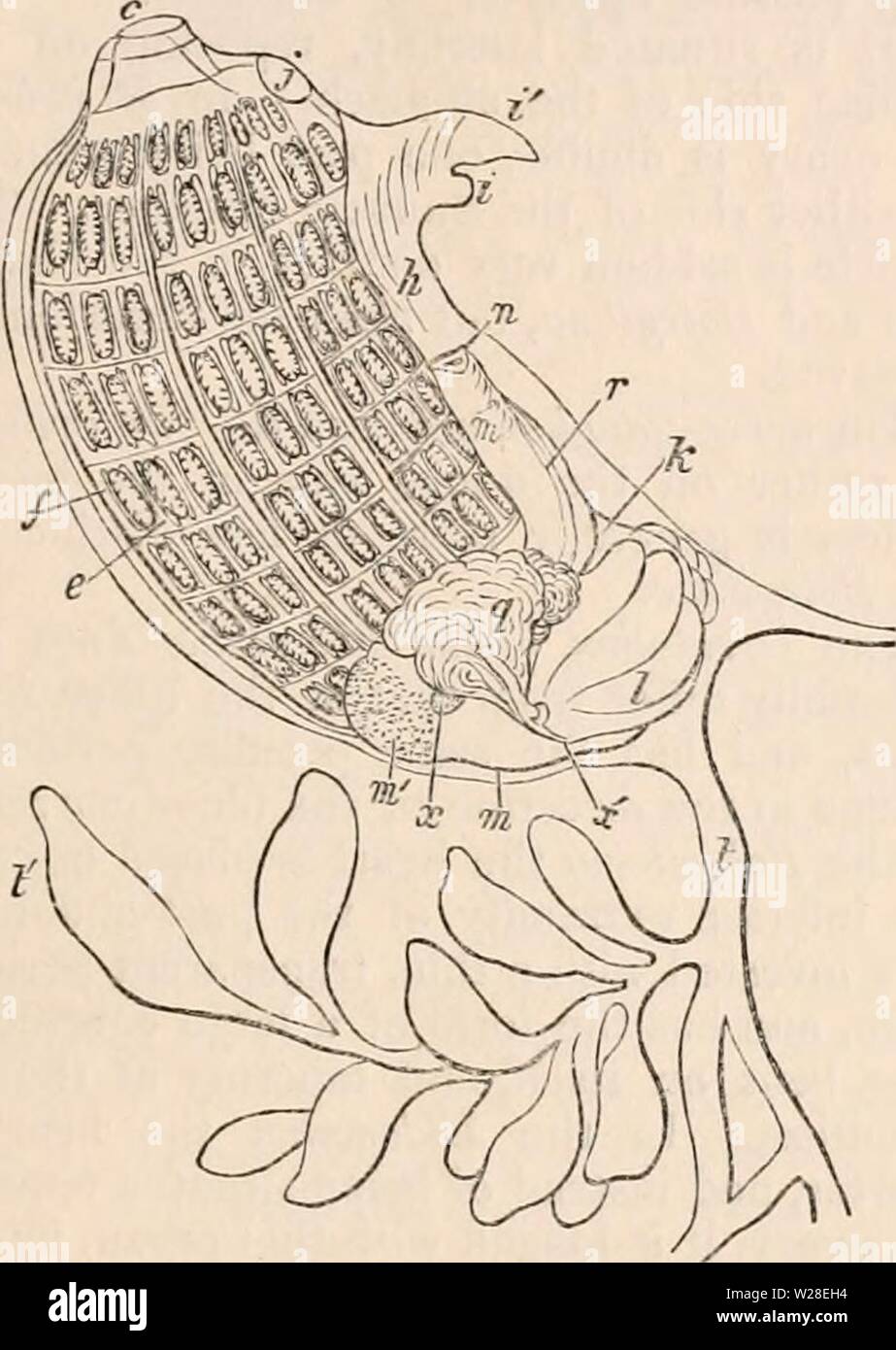 Image d'archive à partir de la page 434 de la cyclopaedia d'anatomie et de Banque D'Images