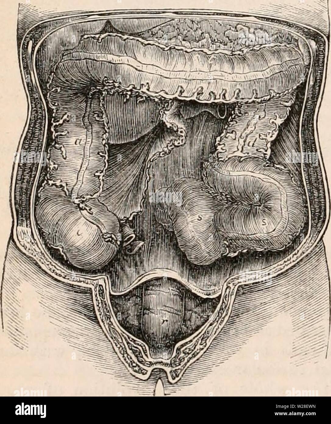 Image d'archive à partir de la page 437 de la cyclopaedia d'anatomie et de Banque D'Images