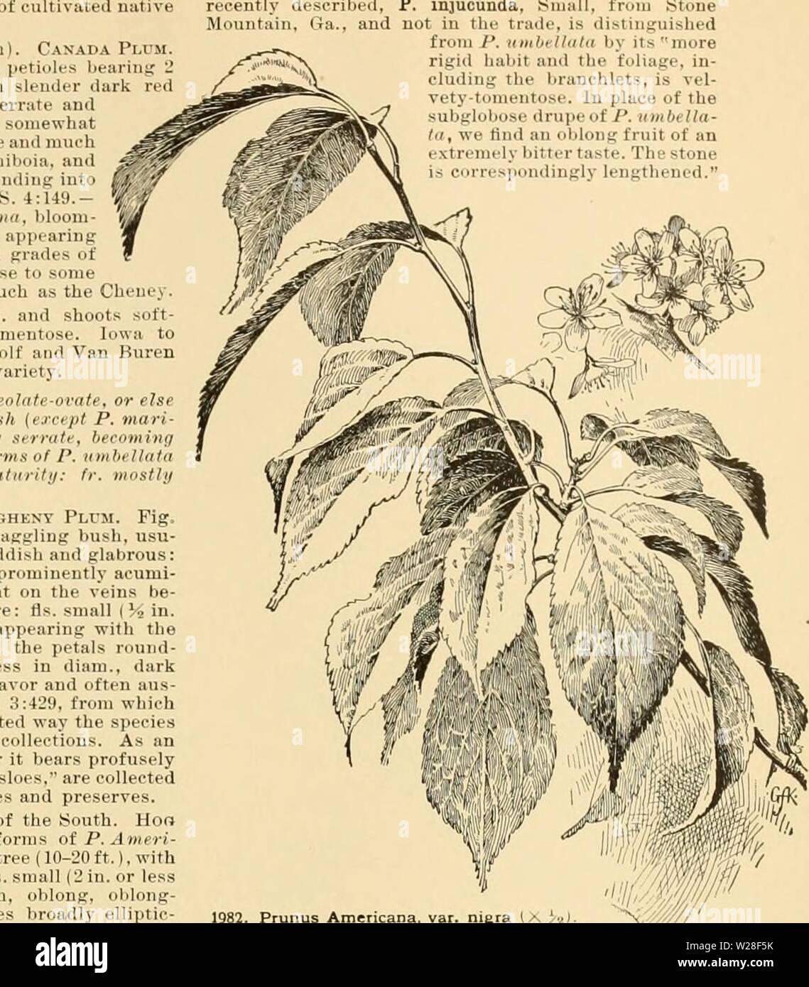 Image d'archive à partir de la page 442 de la Cyclopaedia of American horticulture Banque D'Images