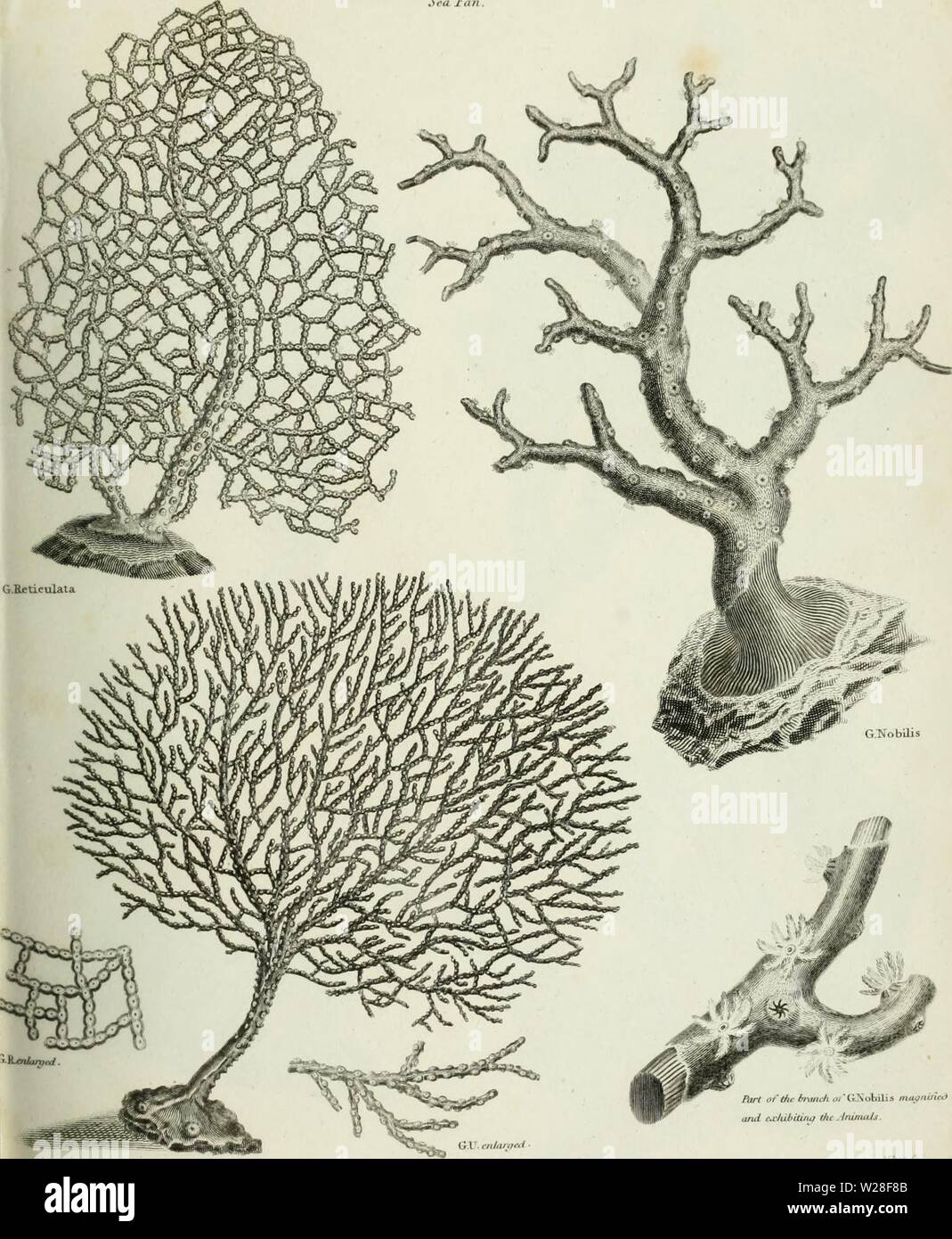 Image d'archive à partir de la page 442 de la Cyclopaedia ; ou, dictionnaire universel Banque D'Images