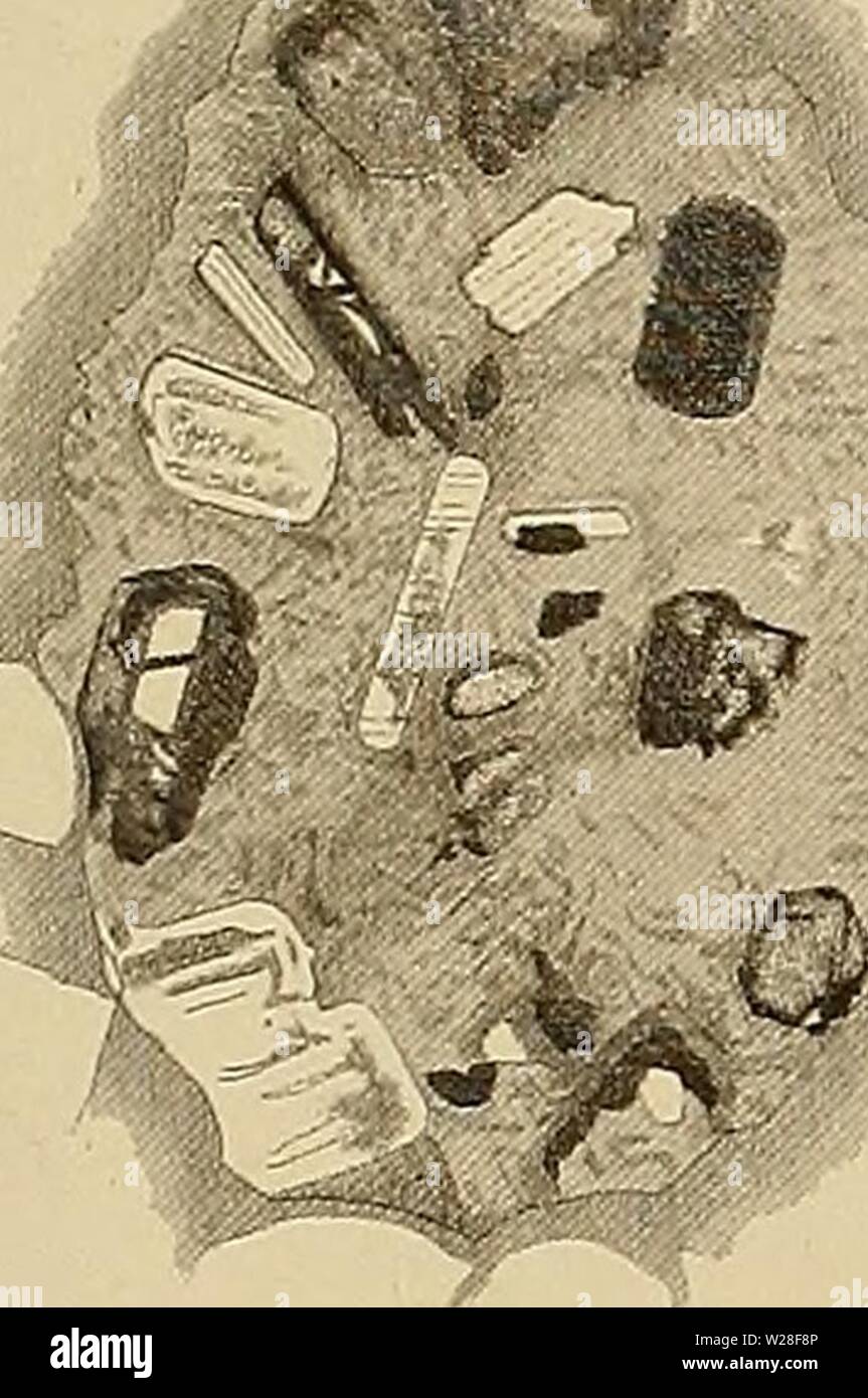 Image d'archive à partir de la page 442 d'Medicinisch-Naturwissenschaftlichen Denkschriften der Gesellschaft zu. Denkschriften der Medicinisch-Naturwissenschaftlichen denkschriftender Gesellschaft zu Jena02medi Année : 1879 Fig. 4. fiö.9. '71 T Â" 0 'â C Fig. 7. U5 8 ; Banque D'Images