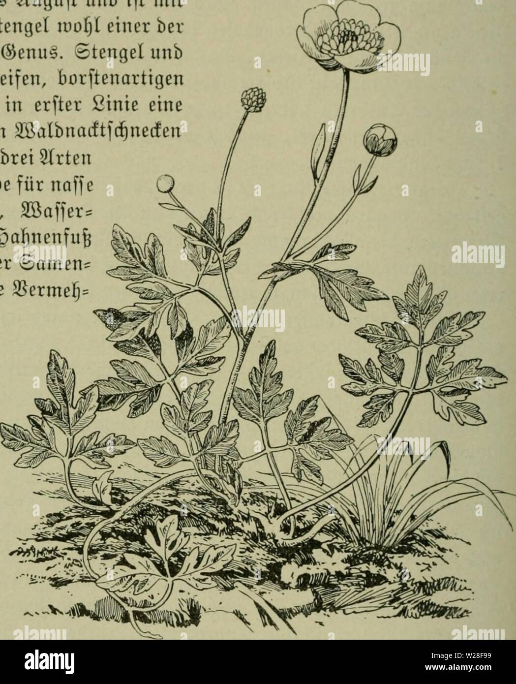 Image d'archive à partir de la page 443 de la Das Leben der Pflanze (1906). Das Leben der Pflanze daslebenderpflan04fran Année : 1906 JHanunfulajeen 3841)ic. K. arvensis, nämlicf Üicfer Jriften) de l'UNB, beioolnt fnottige Jßanenfufe aurf) ber (E.) bulbosiis, fo benannt ifcil er feinen tamm bid)t am 23oben einem 3U fa[t, fugcliflcn fnofligen rftoffbef 9Ki5)älter. üerbicft Srfennung§3eicen en biefcn für nad) bem genannten JJierfmal beftimmenben leidet gu .S')une nenfu{)finb übrigen aurf) urüifgcfrf lagencn 3bie]5 etdjblätter. Van iljn feine unb 2&gt;cnüonbten fit nirf)t uiet ju berirfjten. 2 lüoöige ipaljnenfu ()er Banque D'Images