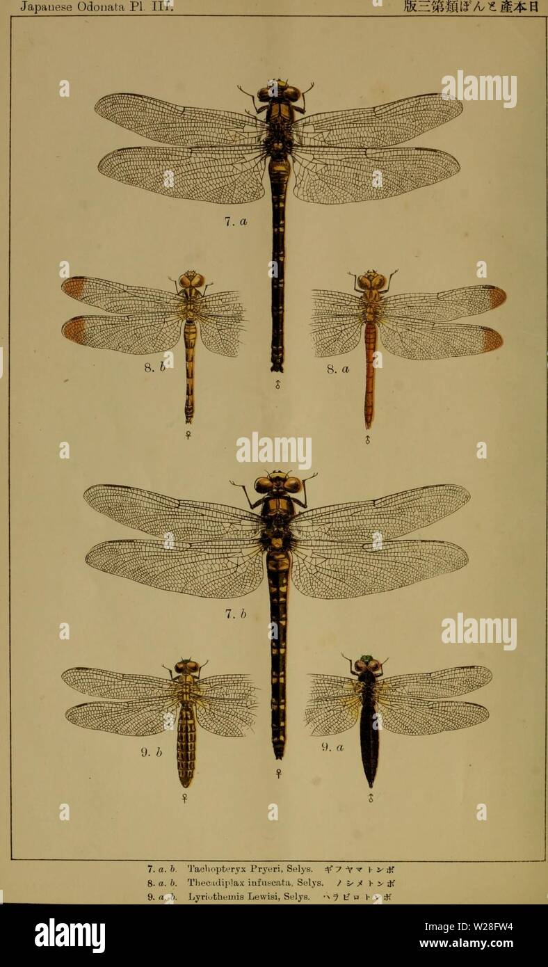 Image d'archive à partir de la page 449 d'Dbutsugaku zasshi (1889) Banque D'Images