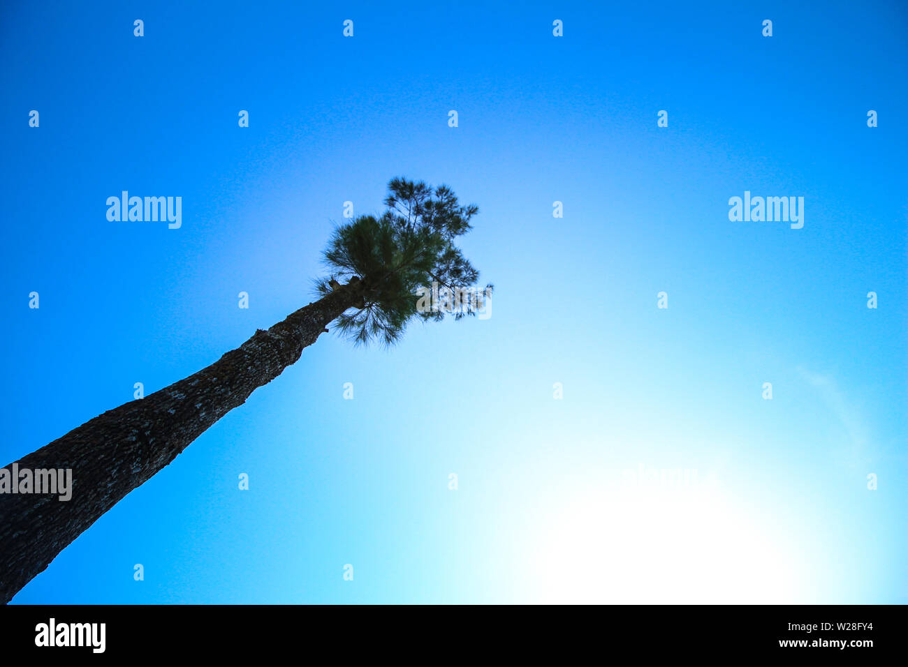 Beaux pins dans le matin sous le ciel bleu, les prises du bas vers le haut Banque D'Images