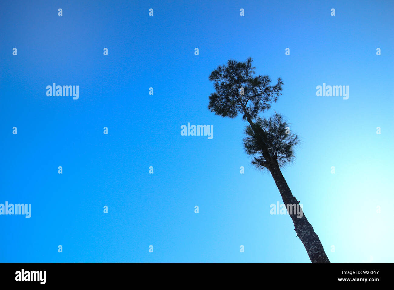 Beaux pins dans le matin sous le ciel bleu, les prises du bas vers le haut Banque D'Images