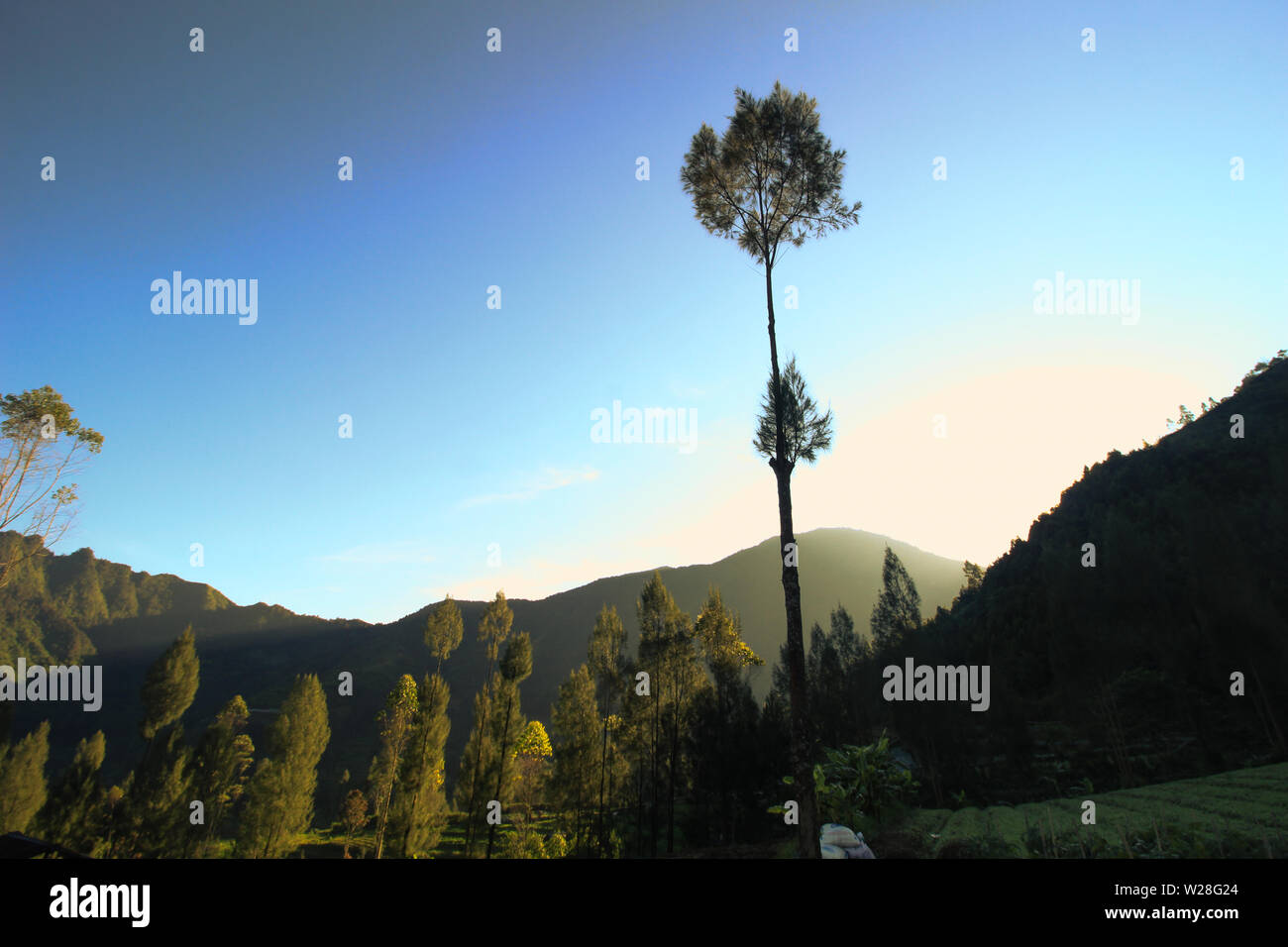 Beaux pins dans le matin sous le ciel bleu, les prises du bas vers le haut Banque D'Images
