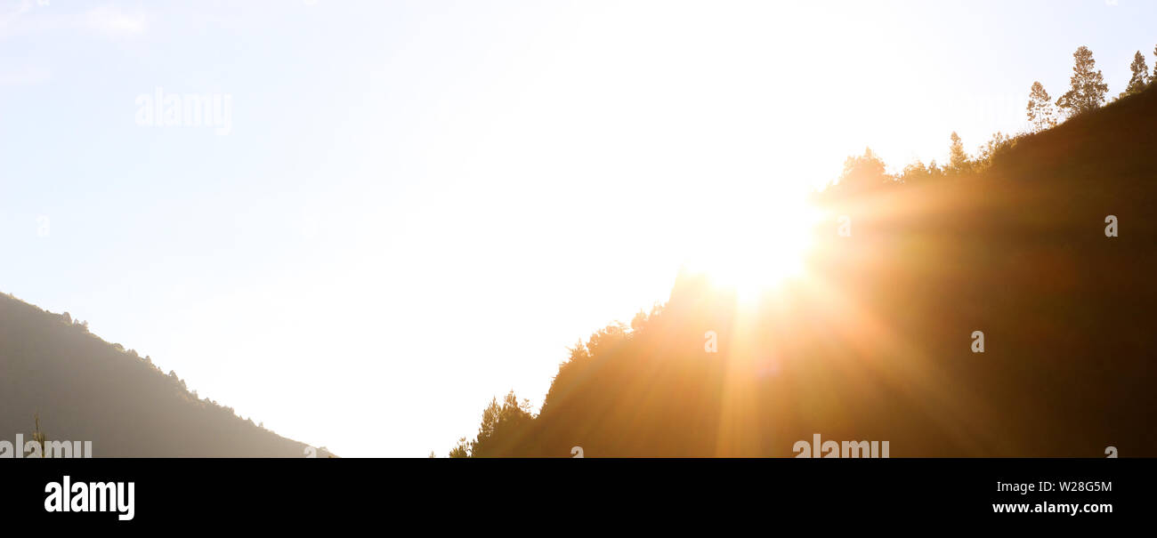 Beaux pins dans le matin sous le ciel bleu, les prises du bas vers le haut Banque D'Images