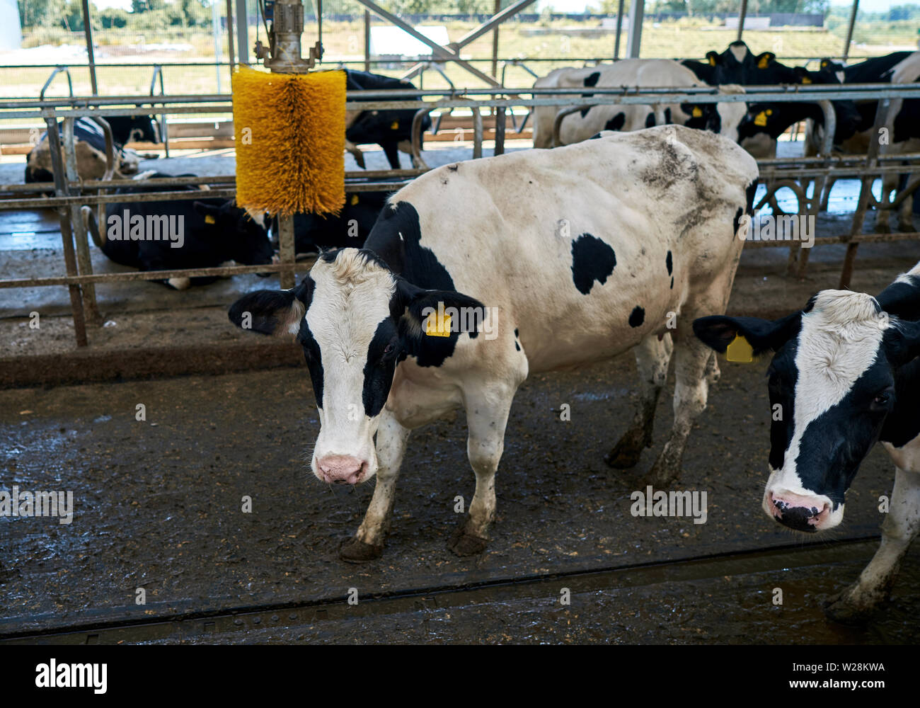 Belles vaches dans une étable moderne Banque D'Images