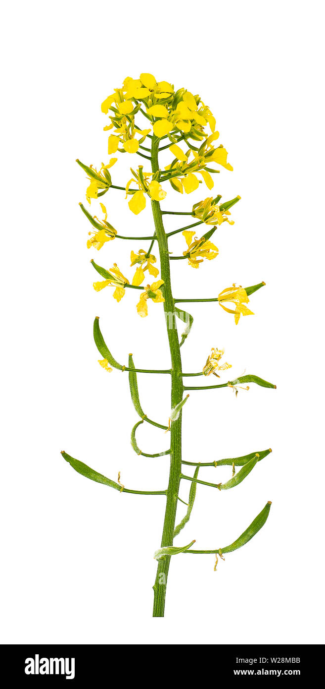 Tige de fleur de moutarde Banque D'Images