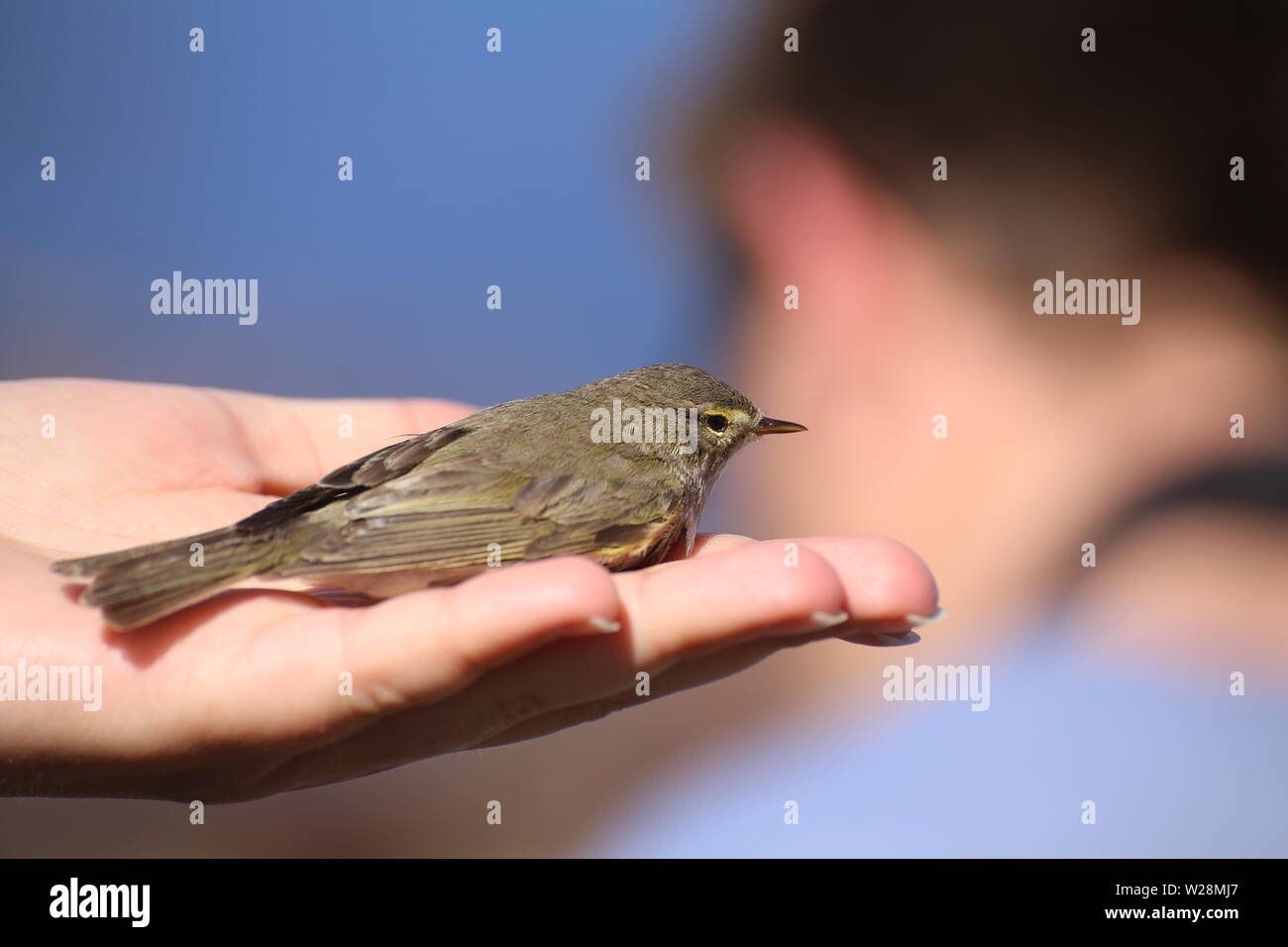 Trochilus Phylloscopus, le Willow warbler, assis dans la main. Banque D'Images