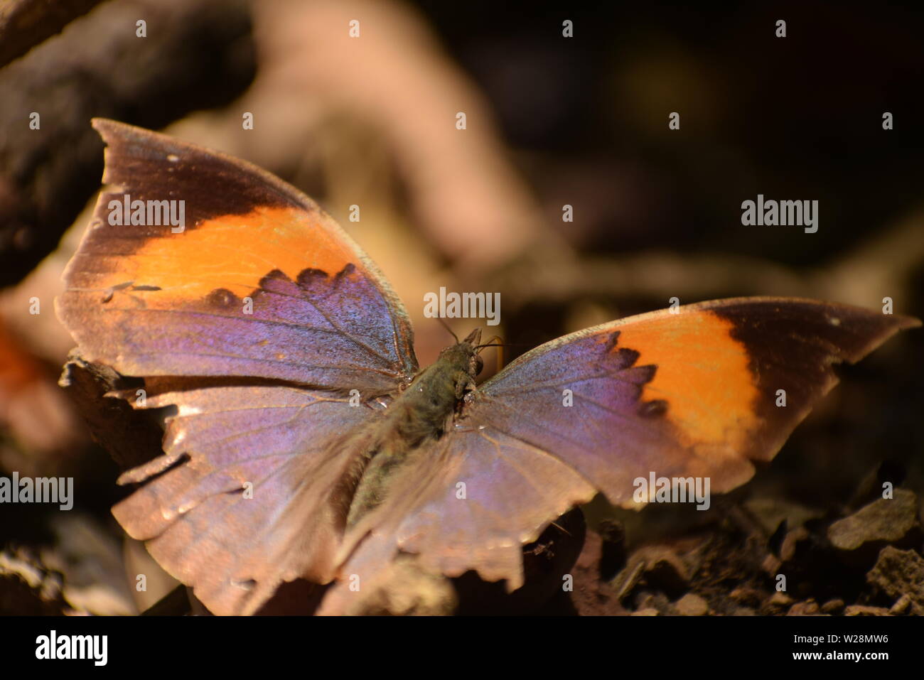 beau papillon au sol ( kallima inachus) papillon à feuilles de chêne orange. Banque D'Images