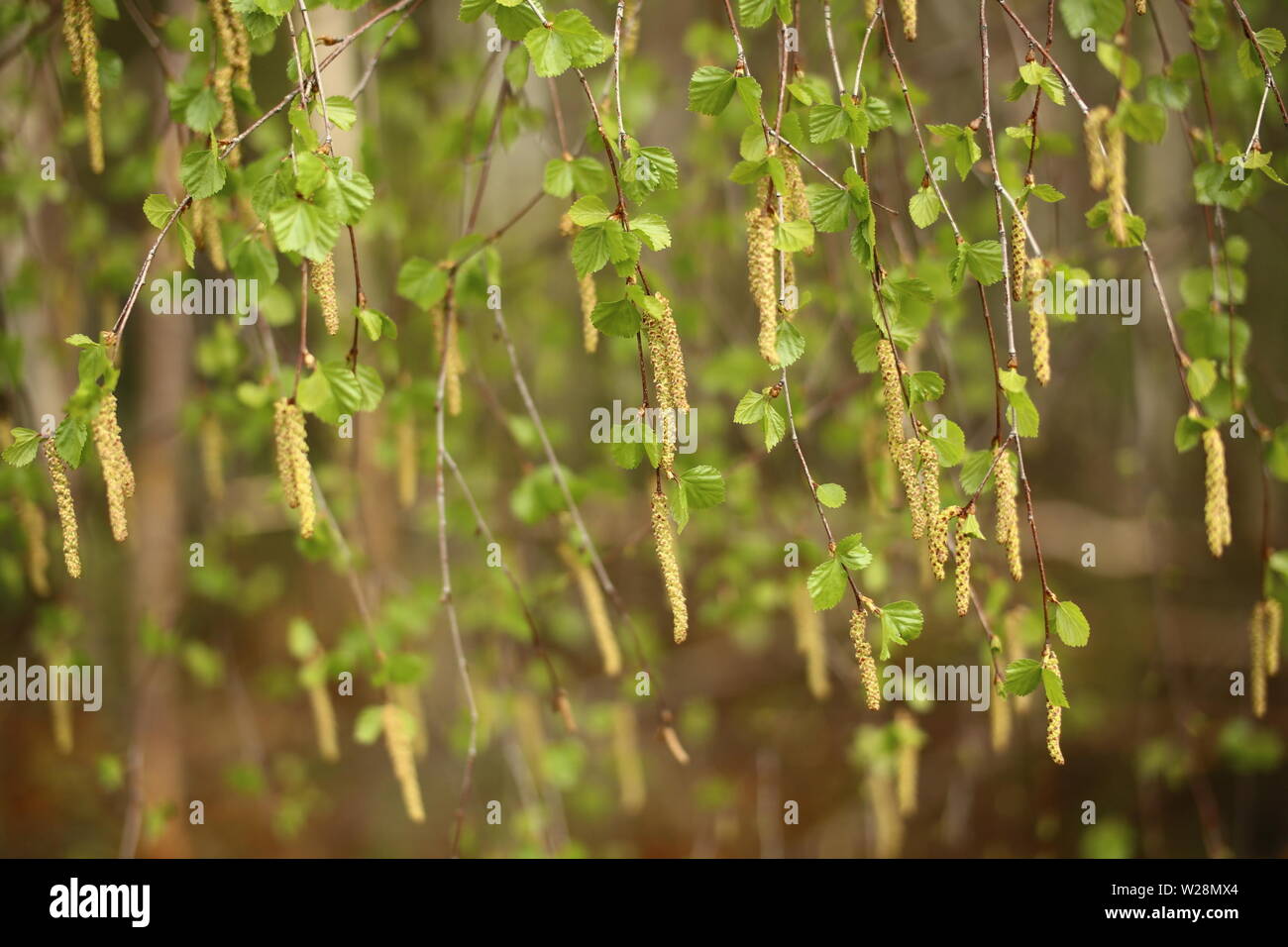 Rideau de feuilles et de chatons de Betula pendula, le bouleau blanc européen. Banque D'Images