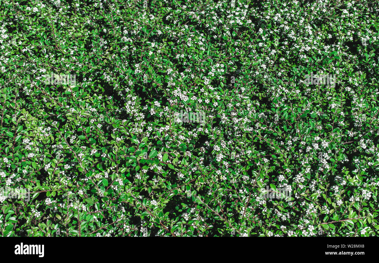 Contexte Les écosystèmes naturels de feuilles vertes et de fleurs blanches.. environnement,frais,concept photo nature et plante Banque D'Images