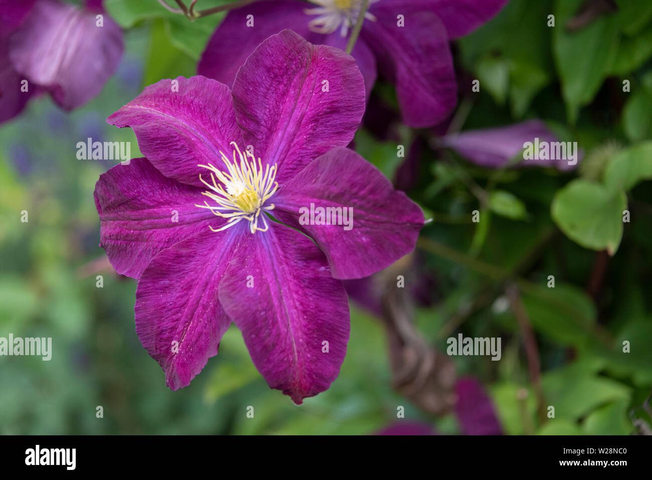 Clematis Voluceau , Ranunculaceae. Clematis fleurs violettes en été. Banque D'Images