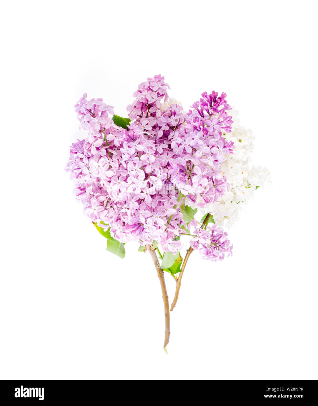 Belles fleurs lilas frais isolé sur fond blanc Banque D'Images