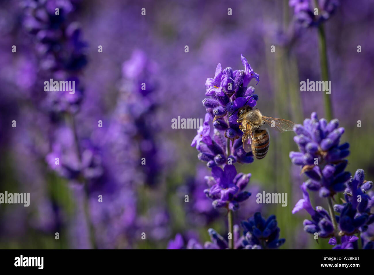 (Bombus pascuorum Cardeur commune) bourdon sur une fleur de lavande (lavandula angustifolia) à Ganshoren Lavender Farm, and Banstead, Surrey, UK Banque D'Images