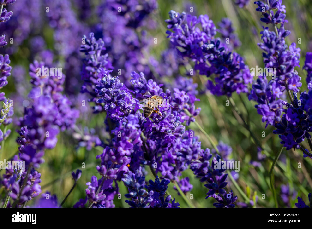 (Bombus pascuorum Cardeur commune) bourdon sur une fleur de lavande (lavandula angustifolia) à Ganshoren Lavender Farm, and Banstead, Surrey, UK Banque D'Images