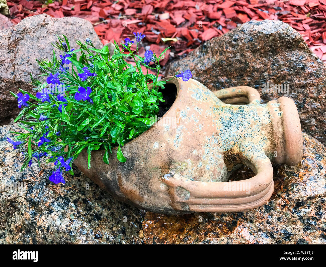 Pots à fleurs bleues dans le jardin intérieur. Banque D'Images