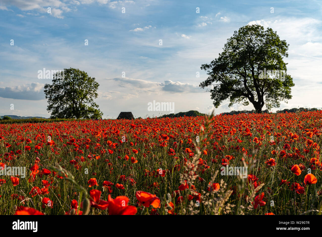 Coquelicots rouges dans un pré au coucher du soleil dans le Peak District National Park, Royaume-Uni Banque D'Images