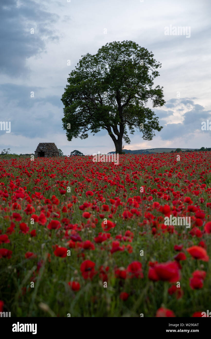 Coquelicots rouges dans un pré au coucher du soleil dans le Peak District National Park, Royaume-Uni Banque D'Images