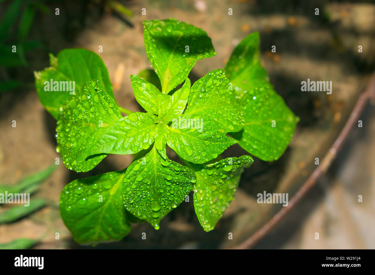 Close up of green pepper plant,gouttes de pluie sur les feuilles, les gouttelettes d'eau sur les feuilles vertes de poivron vert,arrière-plan flou. Banque D'Images