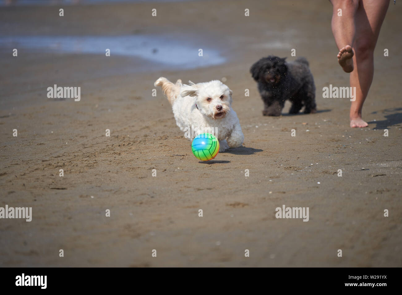 Bichon havanais blanc chien jouant sur la plage runnign après ball dans l'eau de mer Banque D'Images