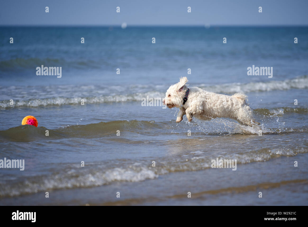 Bichon havanais blanc chien jouant sur la plage runnign après ball dans l'eau de mer Banque D'Images