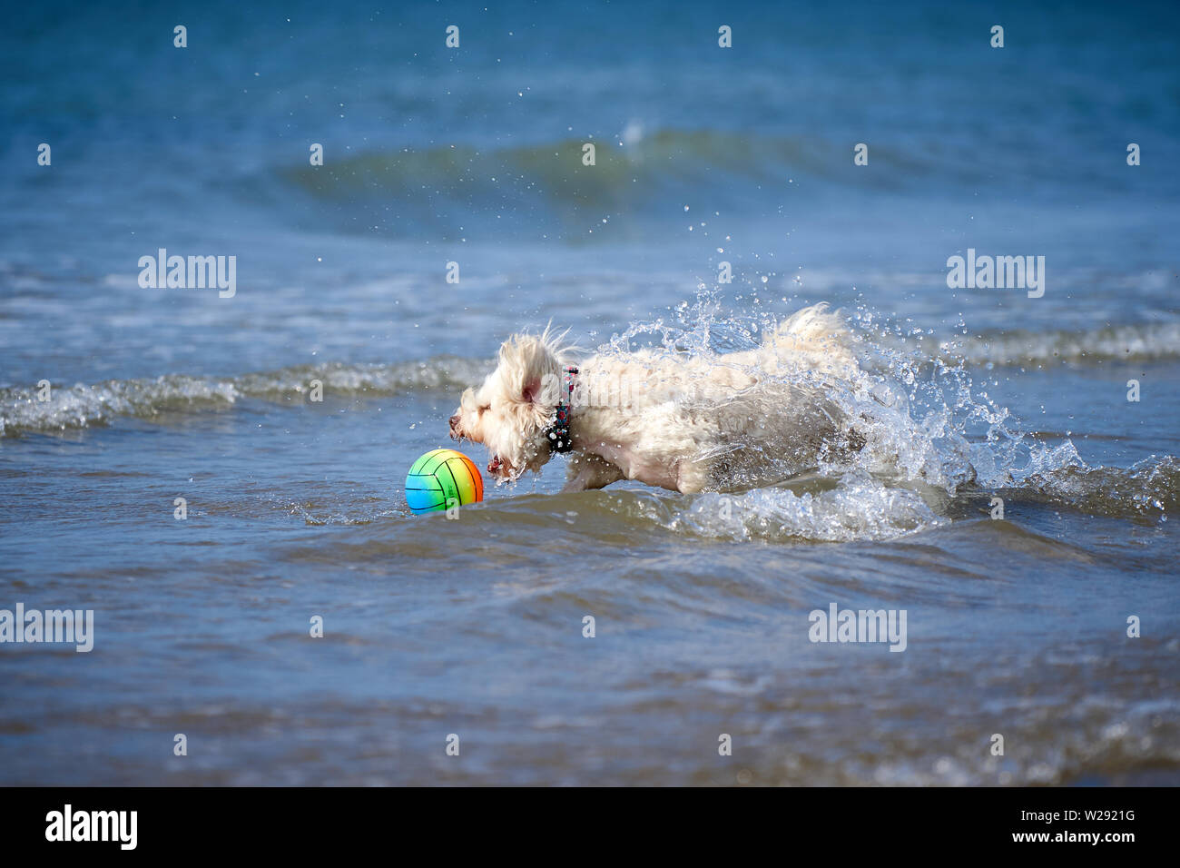 Bichon havanais blanc chien jouant sur la plage runnign après ball dans l'eau de mer Banque D'Images