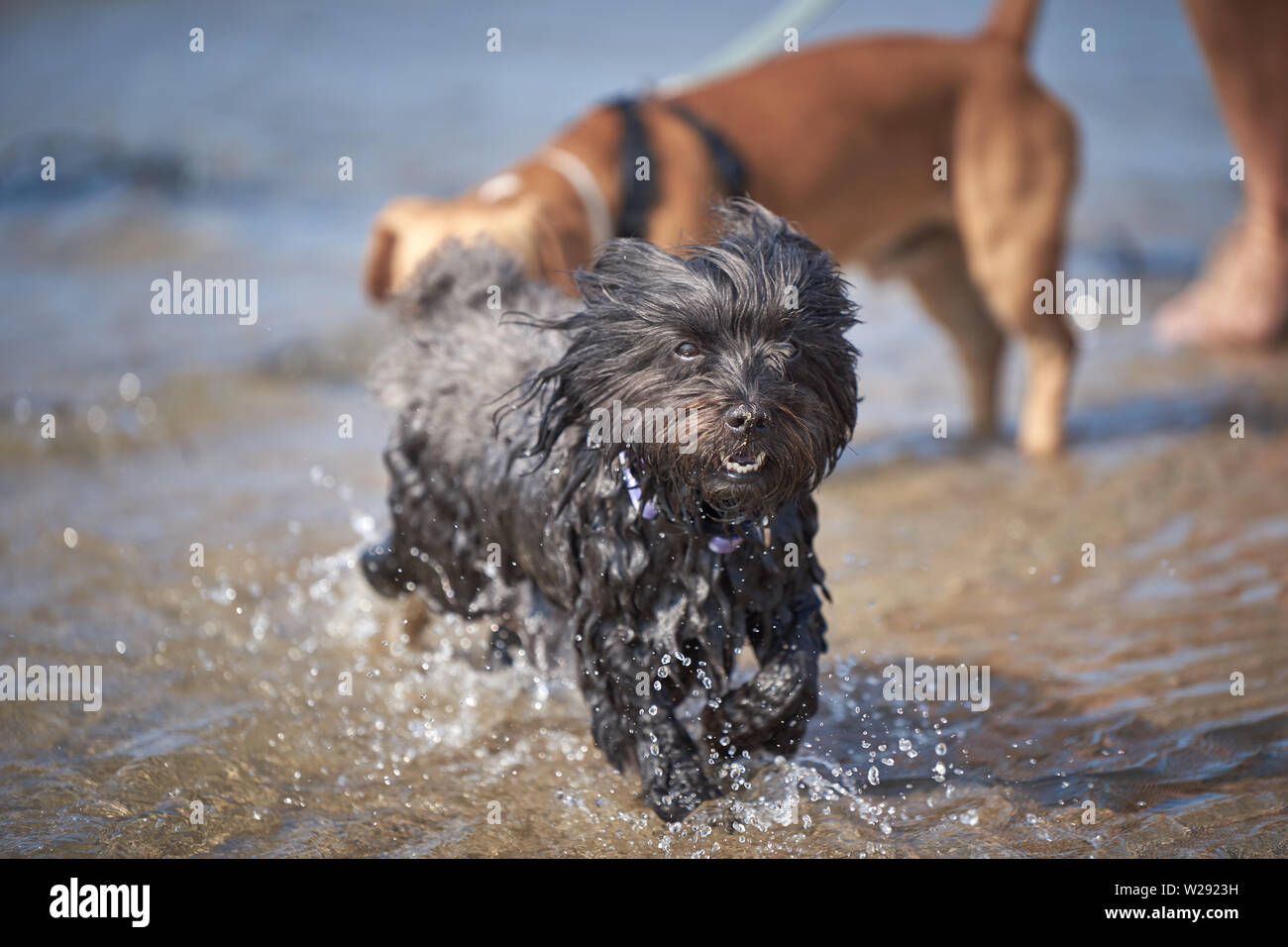 Bichon havanais noir chien jouant sur la plage runnign après ball dans l'eau de mer Banque D'Images